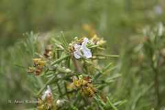 Rosmarinus officinalis